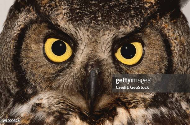 great horned owl - general images as xi jinping assumes chinas presidency to cement transition of power stockfoto's en -beelden