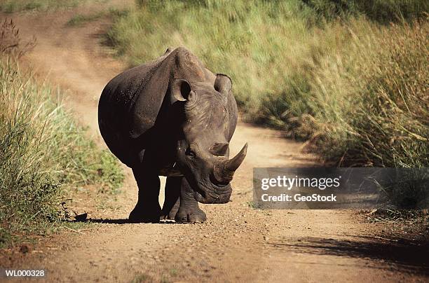 white rhinoceros walking on road - the cinema society with lands end host a screening of open road films mothers day after party stockfoto's en -beelden