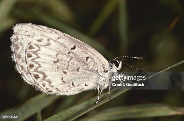 spring azure - geostock stock pictures, royalty-free photos & images