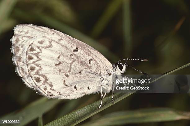 spring azure - animal limb stock pictures, royalty-free photos & images