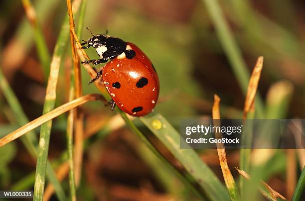ladybug ((coccinellidae) on blade of grass, close-up - geostock stock pictures, royalty-free photos & images