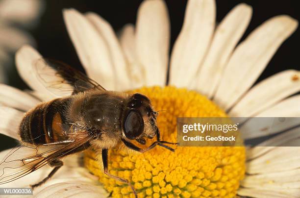 drone fly - hymenopteran insect stock pictures, royalty-free photos & images