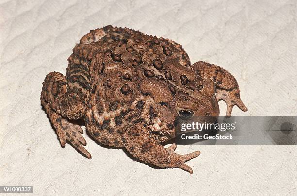 american toad - geostock stock pictures, royalty-free photos & images