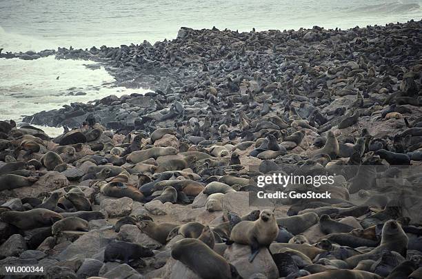 cape fur seals on the beach - アザラシ目 ストックフォトと画像