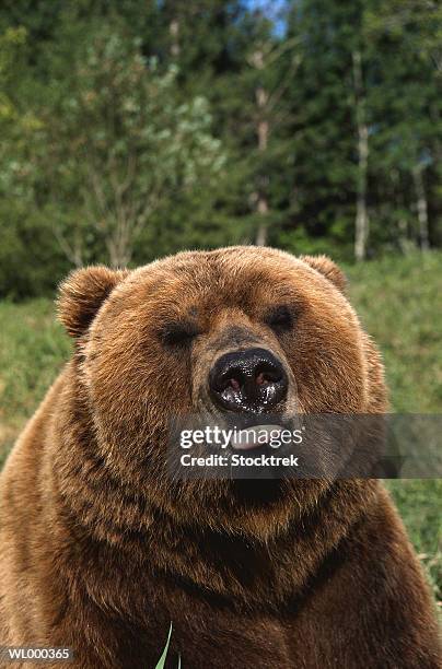 portrait of grizzly bear - animal tongue stock pictures, royalty-free photos & images