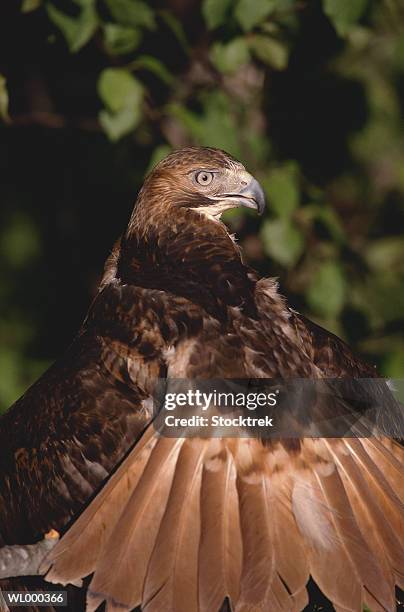 red tailed hawk - animal limb stock pictures, royalty-free photos & images