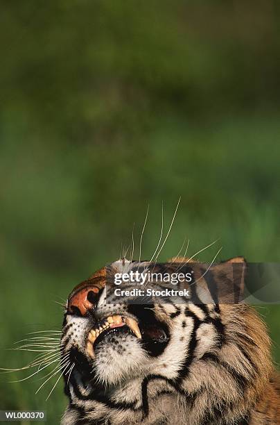 bengal tiger - 野茂 英雄 dodgers or mets or brewers or tigers or red sox or rays or royals stock pictures, royalty-free photos & images