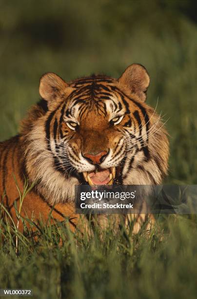 bengal tiger - 野茂 英雄 dodgers or mets or brewers or tigers or red sox or rays or royals stockfoto's en -beelden