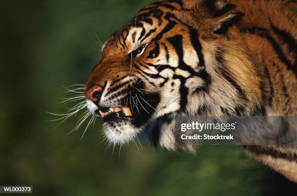 bengal tiger snarling - 野茂 英雄 dodgers or mets or brewers or tigers or red sox or rays or royals stock pictures, royalty-free photos & images