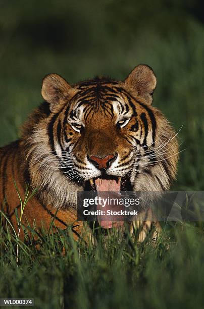 bengal tiger - animal tongue stock pictures, royalty-free photos & images