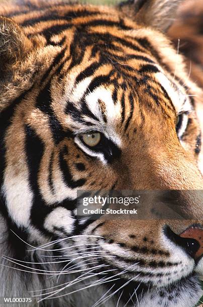 bengal tiger close-up - 野茂 英雄 dodgers or mets or brewers or tigers or red sox or rays or royals stockfoto's en -beelden