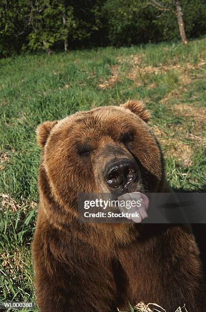 grizzly bear - bären zunge stock-fotos und bilder