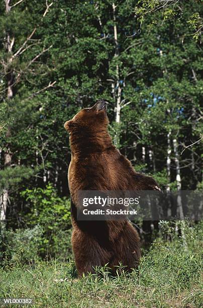 grizzly bear - grizzly bear stock-fotos und bilder