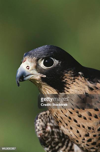 close-up of peregrine falcon - falcon fotografías e imágenes de stock