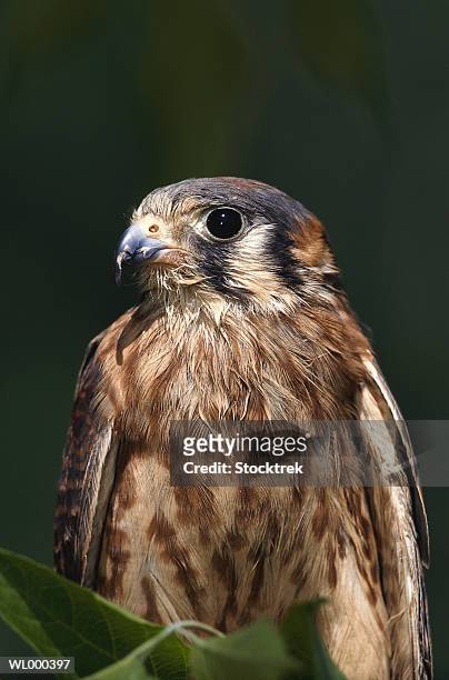 american kestrel falcon - falcon fotografías e imágenes de stock