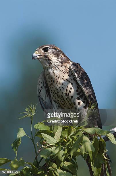 prairie falcon - falcon foto e immagini stock