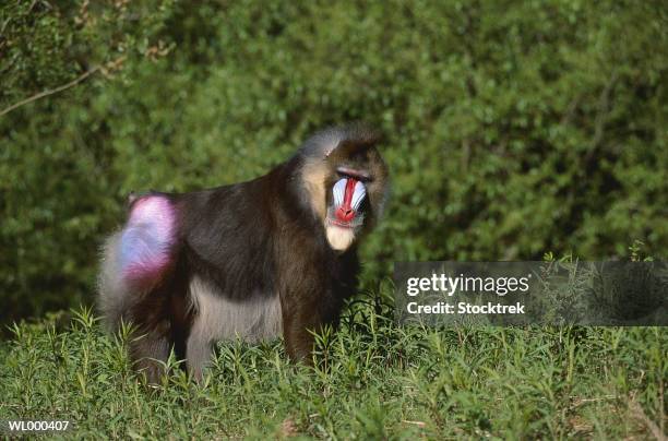 Mandrill Java 750 Mandrill Habitat Stock Photos, High-Res Pictures, and Images ...