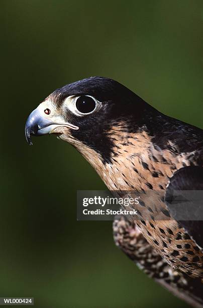 peregrine falcon - falcon fotografías e imágenes de stock