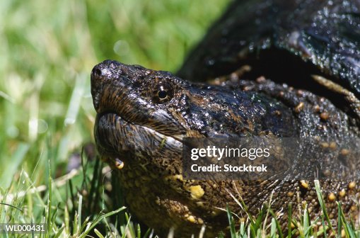 Snapping Turtle Snapping Turtle