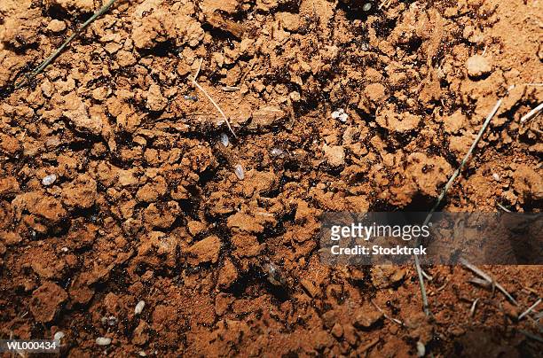 fire ants and their eggs - hymenopteran insect stock pictures, royalty-free photos & images