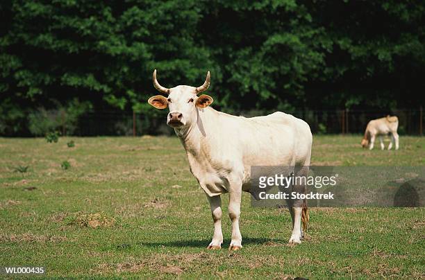 bull grazing in field - bull stock-fotos und bilder