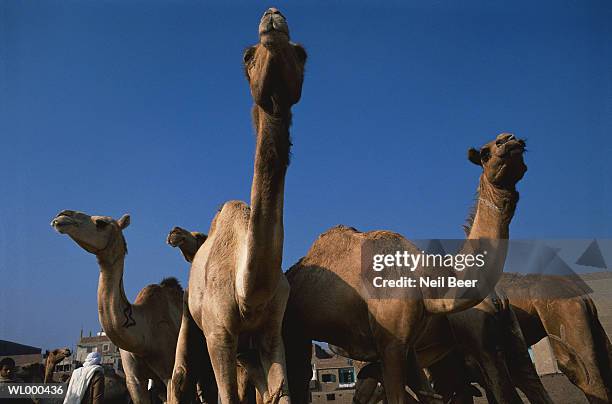 camels at a market - tierhals stock-fotos und bilder