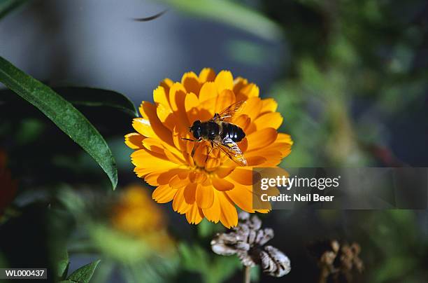 honey bee collecting pollen - neil stock pictures, royalty-free photos & images
