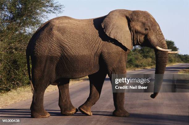 bull elephant crossing road - animale da lavoro foto e immagini stock