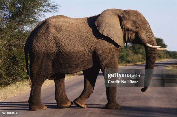 bull elephant crossing road - working animals stock pictures, royalty-free photos & images