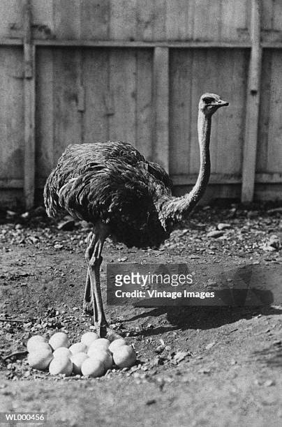 ostrich and eggs - flightless bird stock-fotos und bilder