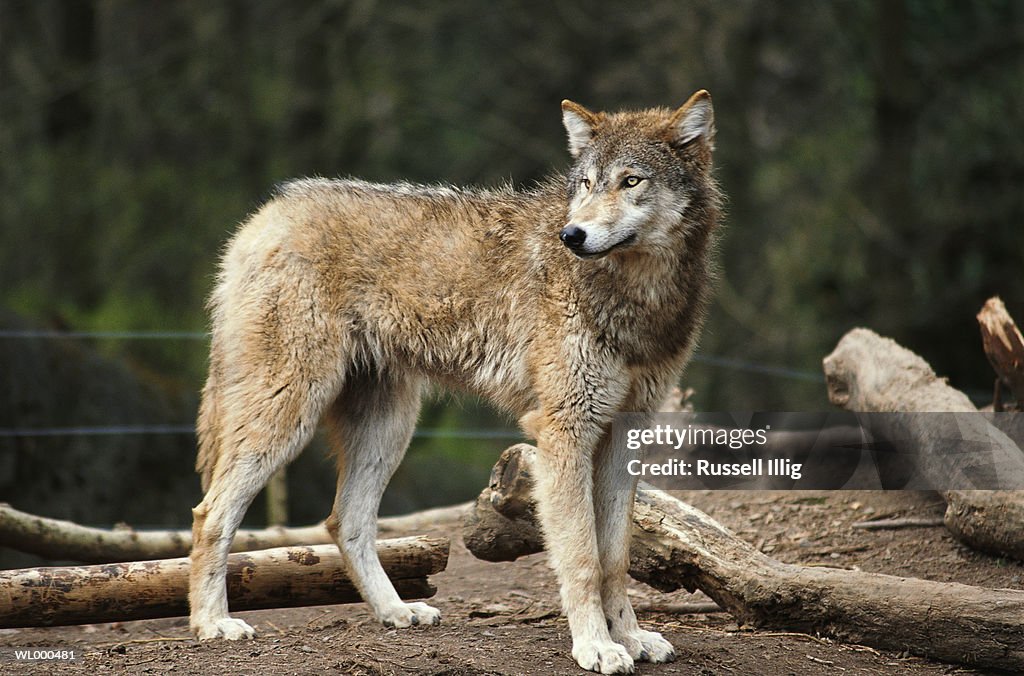 Timber Wolf High-Res Stock Photo Getty Images
