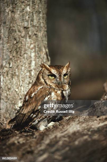 screech owl - アメリカオオコノハズク ストックフォトと画像