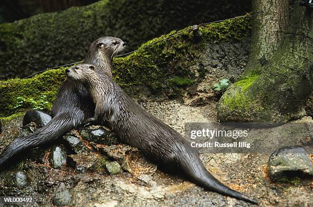 river otter - weasel family stock pictures, royalty-free photos & images