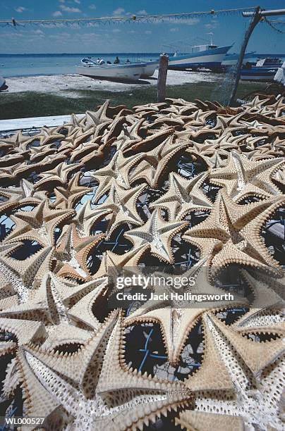 drying starfish - thousands of seized guns are melted at the los angeles county sheriffs office annual gun melt stockfoto's en -beelden