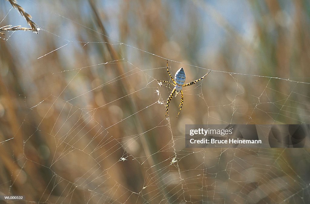 Spider Web
