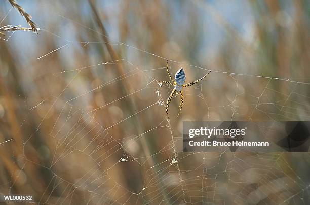 spider web - arachnid stockfoto's en -beelden