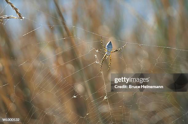 spider web - arachnid stock pictures, royalty-free photos & images