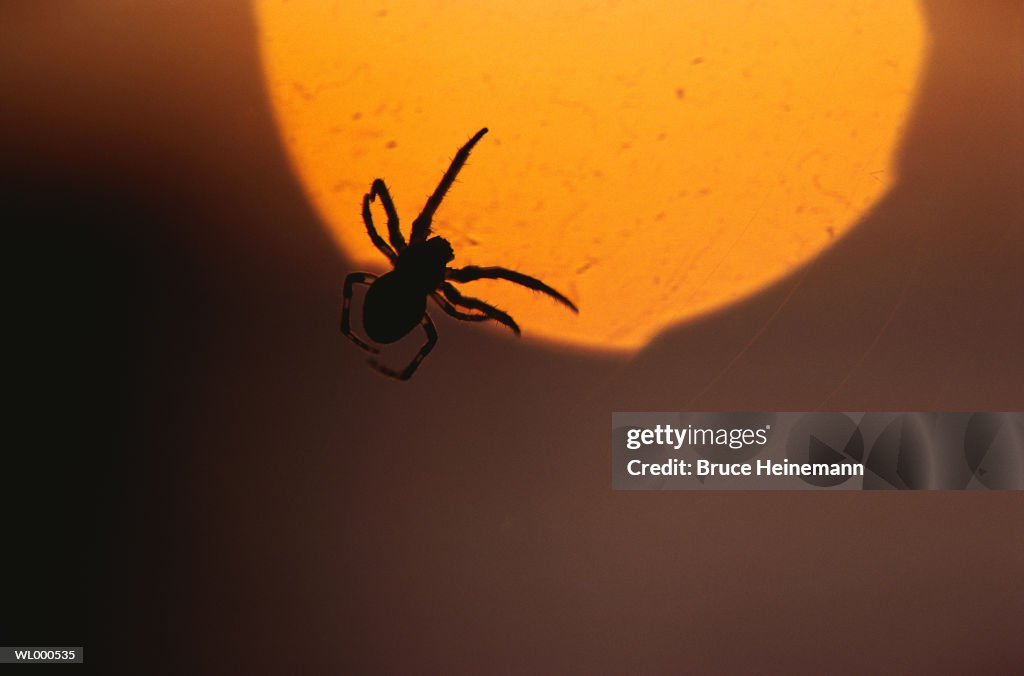 Spider's Silhouette