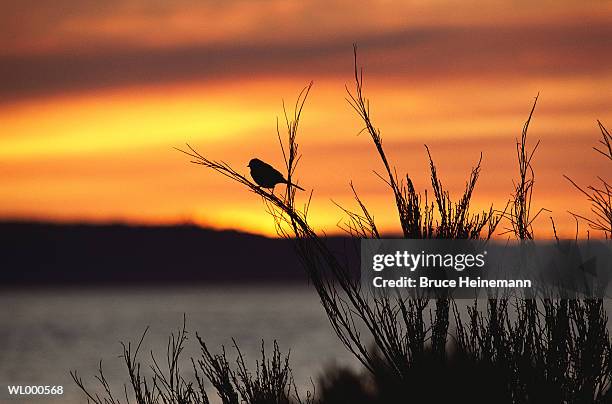 bird silhouette - the lady garden gala hosted by chopard in aid of silent no more gynaecological cancer fund cancer research uk stockfoto's en -beelden