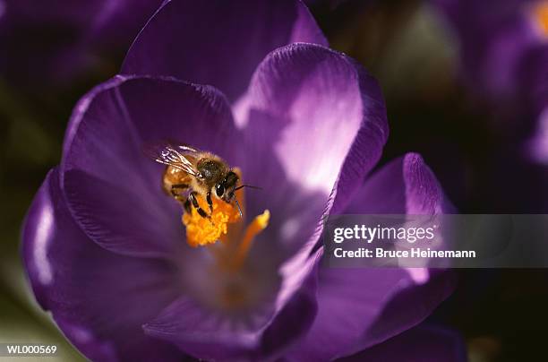 bee and crocus - flower part fotografías e imágenes de stock