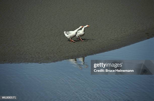 geese by water - by stock pictures, royalty-free photos & images