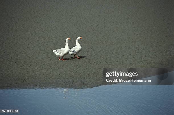 geese by water - tierhals stock-fotos und bilder
