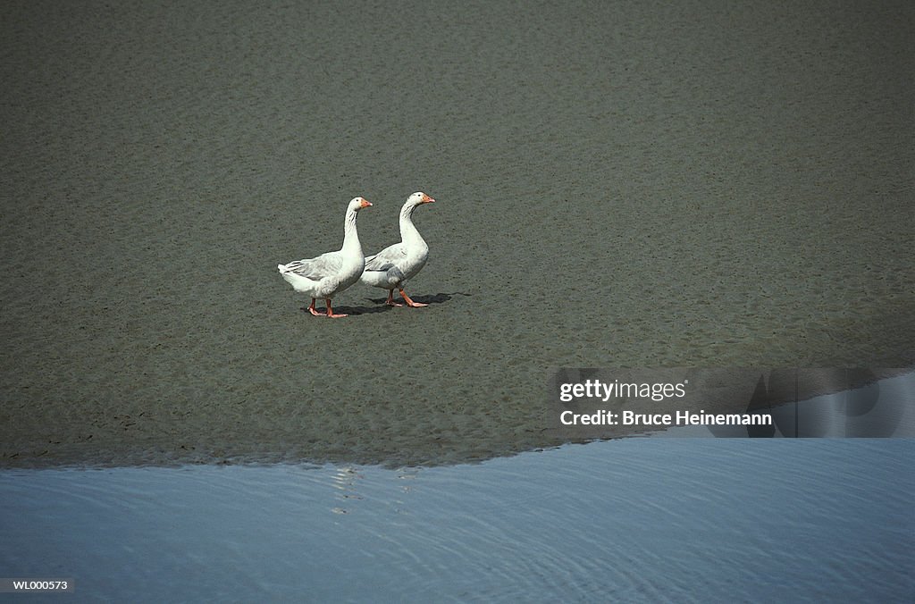 Geese by Water