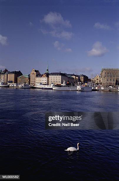 swan in water - stockholm county stockfoto's en -beelden