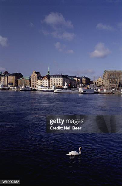swan in water - stockholm county stock pictures, royalty-free photos & images