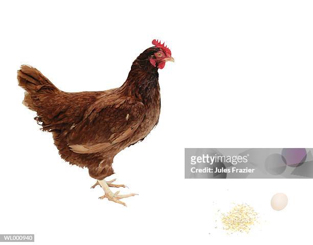 brown chicken and an egg - gen z studio brats premiere of chicken girls arrivals stockfoto's en -beelden