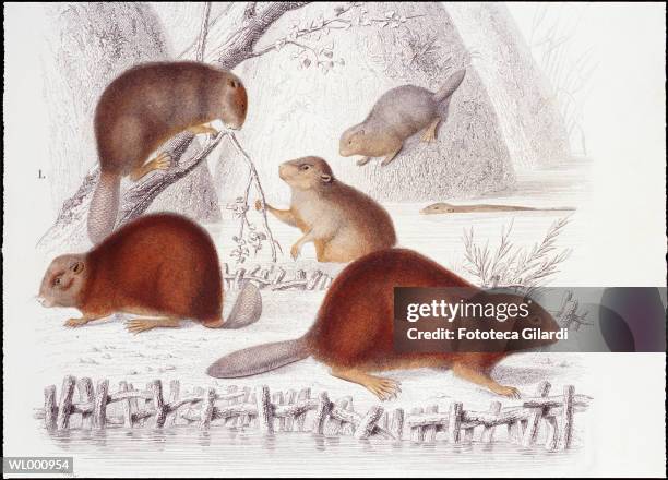 stockillustraties, clipart, cartoons en iconen met beaver family - kleurcorrectie