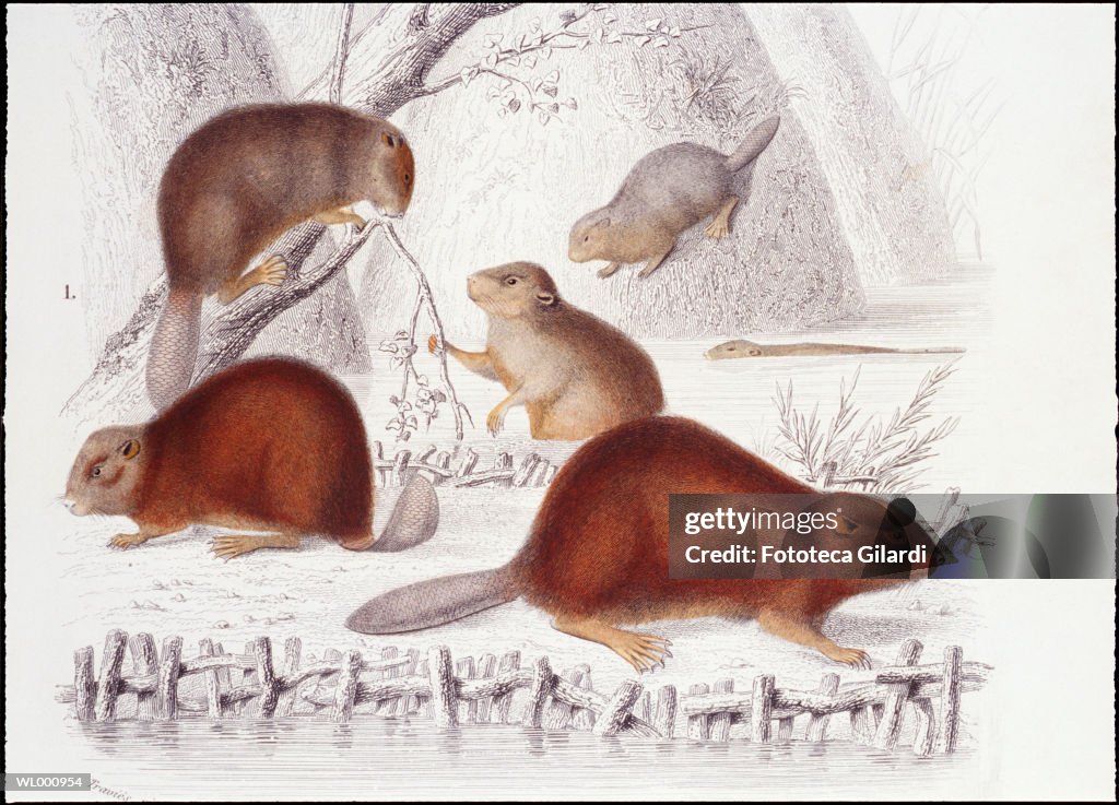 Beaver Family