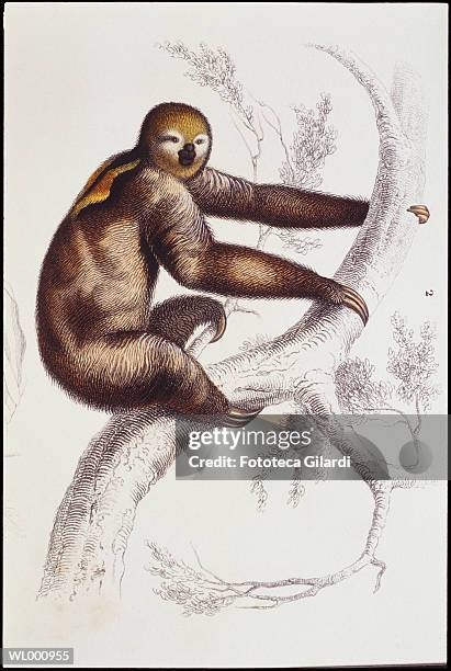 Three-Toed Sloth