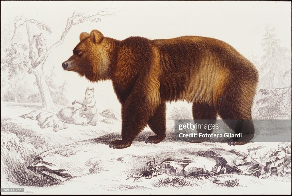 Grizzly Bear